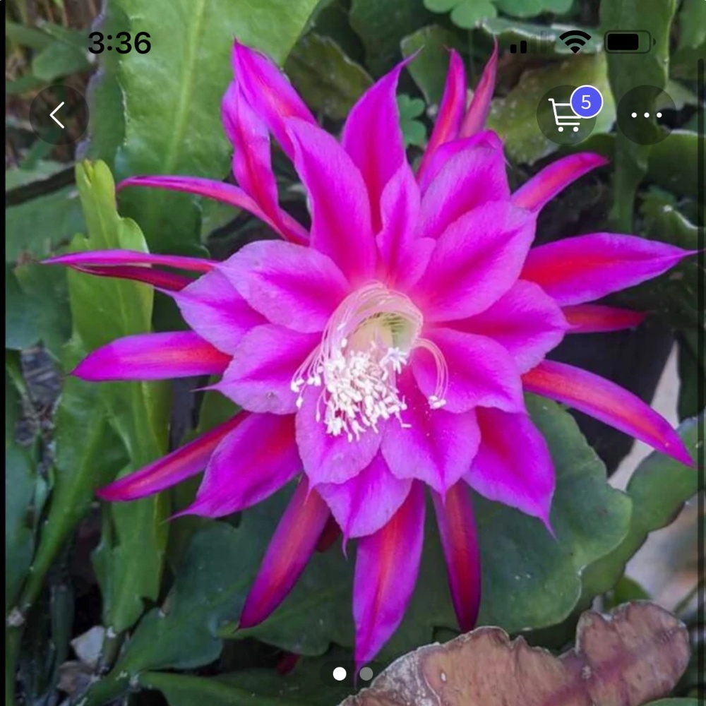 Amazing Orchid Cactus Plant.- Surprise Mixed of Vibrant Colors - Picture 9 of 12